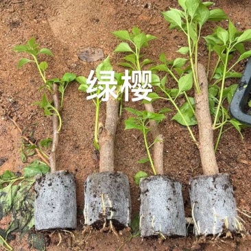 绿叶樱花三角梅