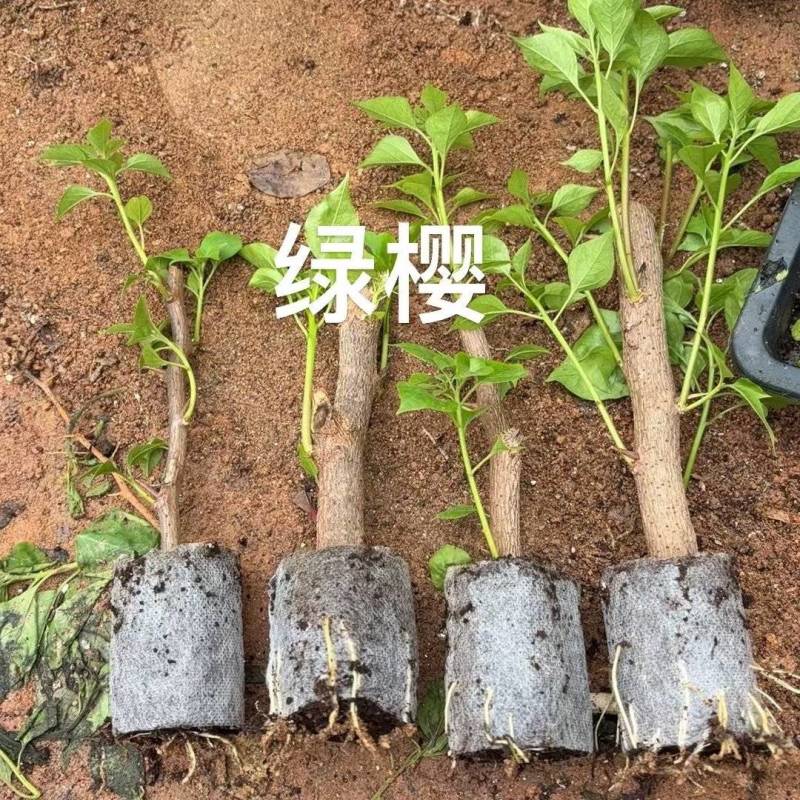绿叶樱花三角梅