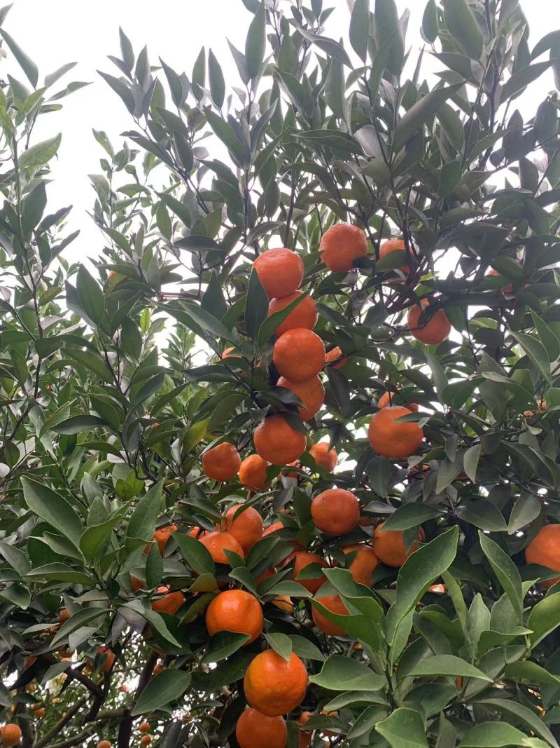重庆古红橘