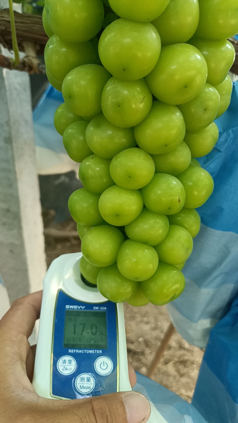 陕西阳光玫瑰葡萄一手货源品质好诚信经营货发全国