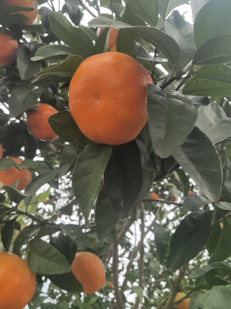 默科特
