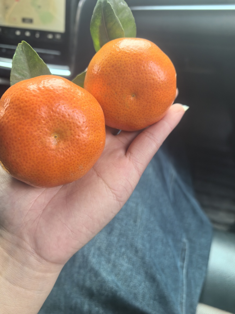 默科特