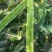 精品红叶香莴苣，杆子，大量供应电商，市场，加工厂，欢迎来电