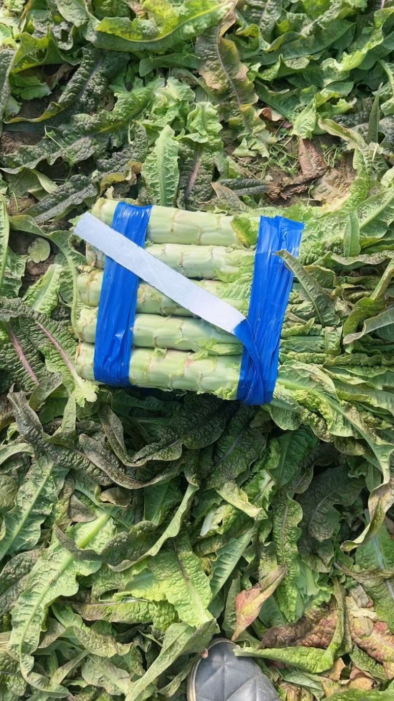 精品红叶香莴苣，杆子，大量供应电商，市场，加工厂，欢迎来电