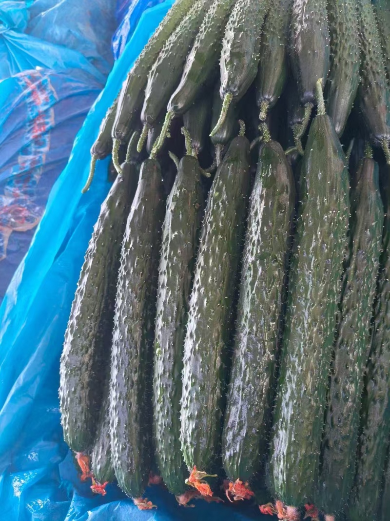 干花密刺优质黄瓜，全国发货不限量接单，需要的联系