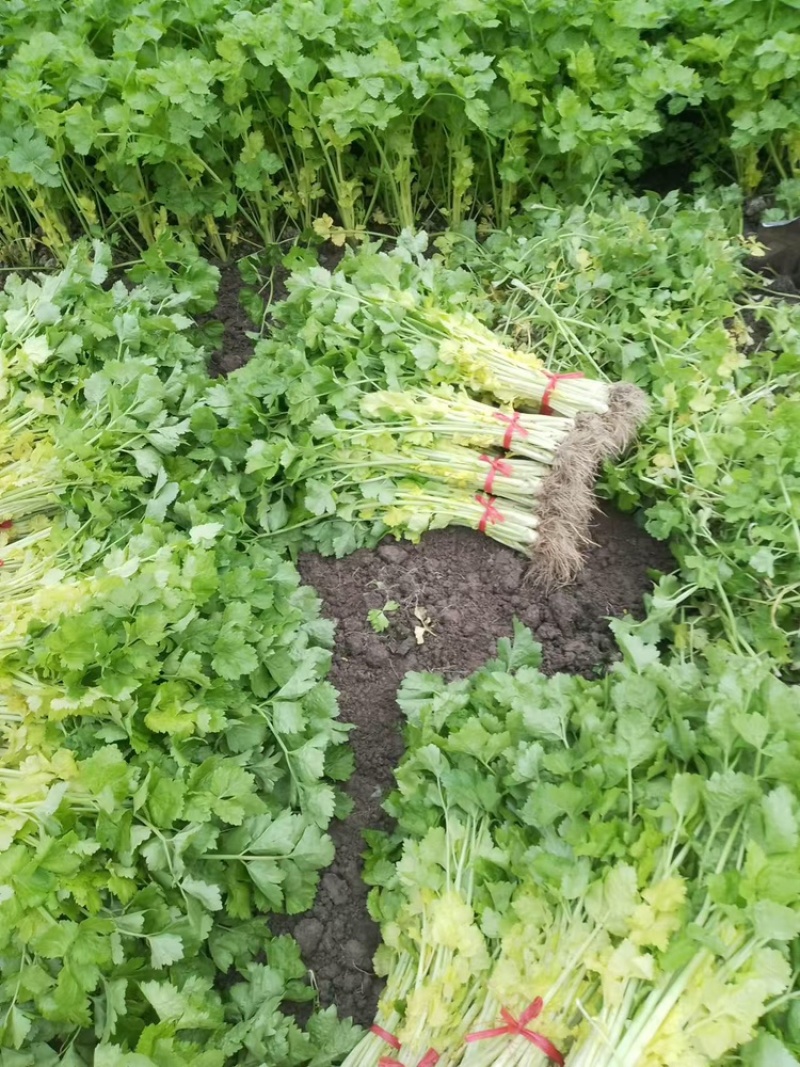 精品芹菜黄心芹产地直销优质品质