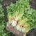 精品芹菜黄心芹产地直销优质品质