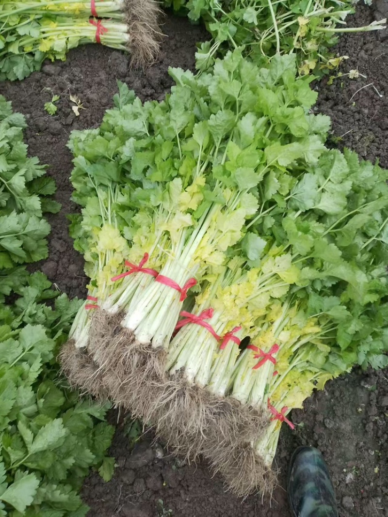 精品芹菜黄心芹产地直销优质品质