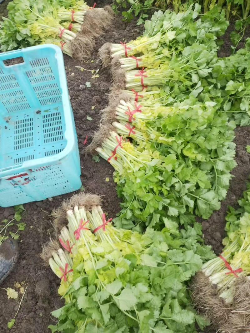 精品芹菜黄心芹产地直销优质品质