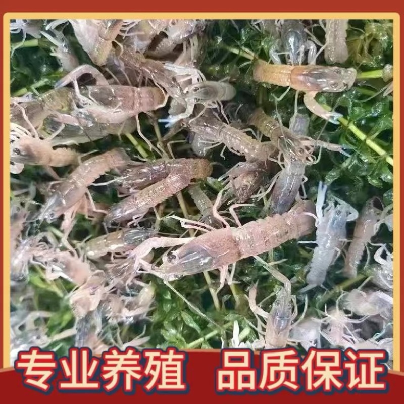 澳洲小龙虾苗蓝色澳龙淡水养殖龙虾苗技术支持