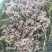 澳洲小龙虾苗蓝色澳龙淡水养殖龙虾苗技术支持