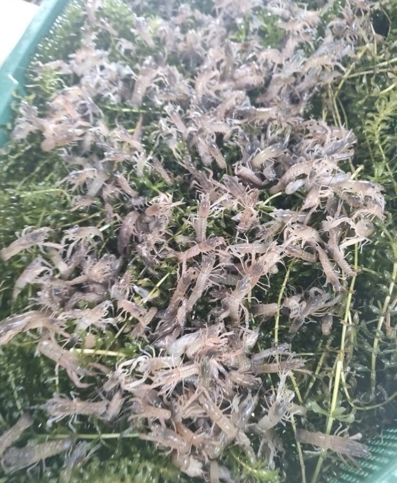 澳洲小龙虾苗蓝色澳龙淡水养殖龙虾苗技术支持