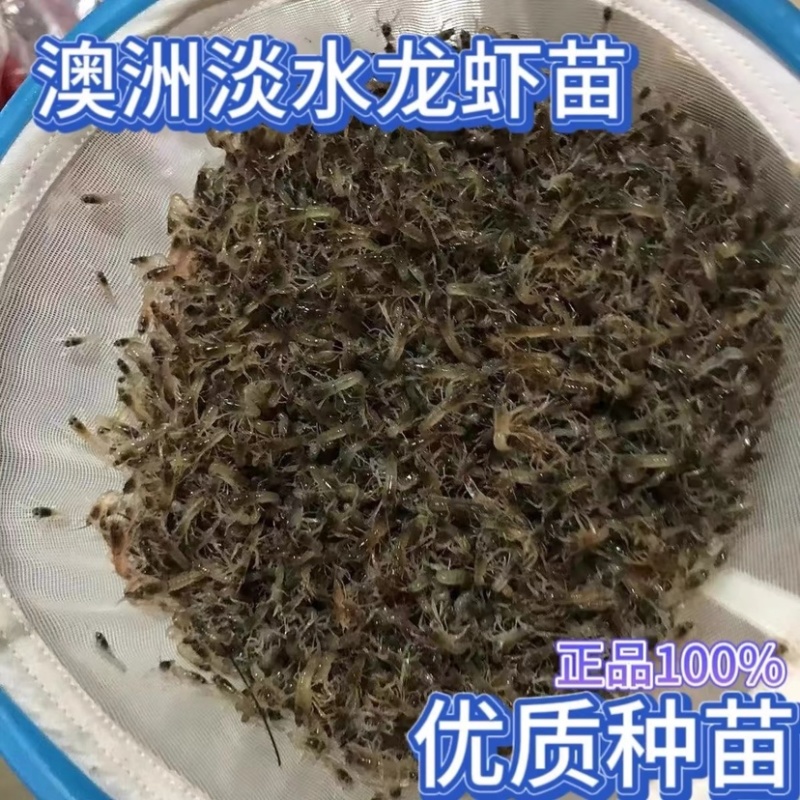 澳洲小龙虾苗蓝色澳龙淡水养殖龙虾苗技术支持