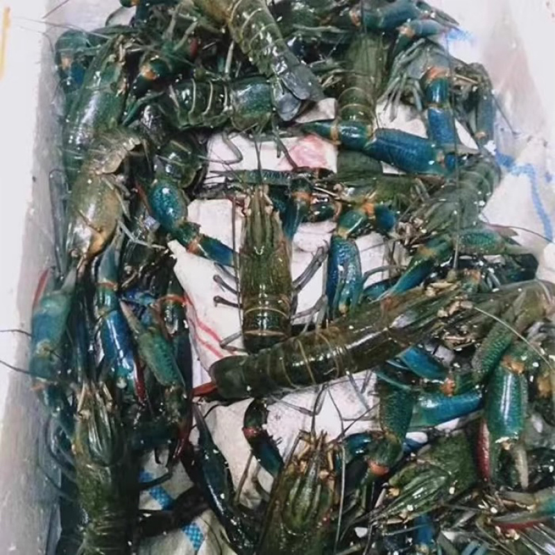 澳洲小龙虾苗蓝色澳龙淡水养殖龙虾苗技术支持