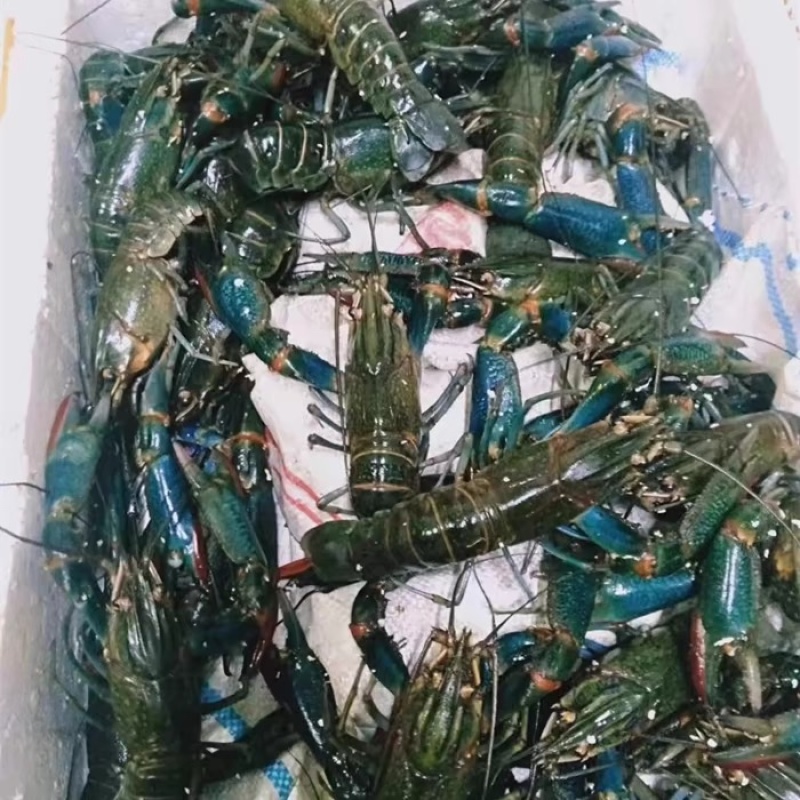 澳洲小龙虾苗蓝色澳龙淡水养殖龙虾苗技术支持
