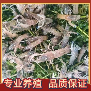 澳洲小龙虾苗蓝色澳龙淡水养殖龙虾苗技术支持