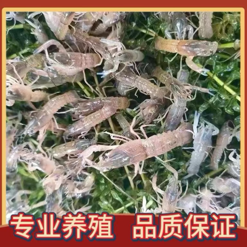 澳洲小龙虾苗蓝色澳龙淡水养殖龙虾苗技术支持