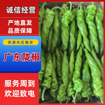 广东陇椒大量供应一手货源，专人分拣