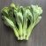 【菜苔】安徽菜苔,青菜苔,产地直发,上海青苔,保质保量。