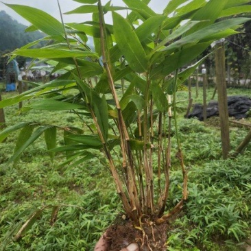 方竹笋优一号根系发达成活率高常年供应欢迎老板电联