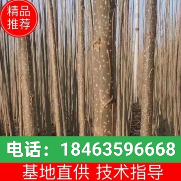 107杨树苗2025无絮杨树苗鲁林9号无絮杨树苗