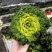 【黄心菜】大量有货现货直发质量保证常年有大量供应