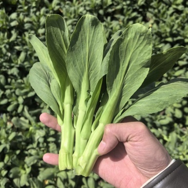 安徽油菜苔，上海青苔，基地菜苔大量供货保质保量全国发货