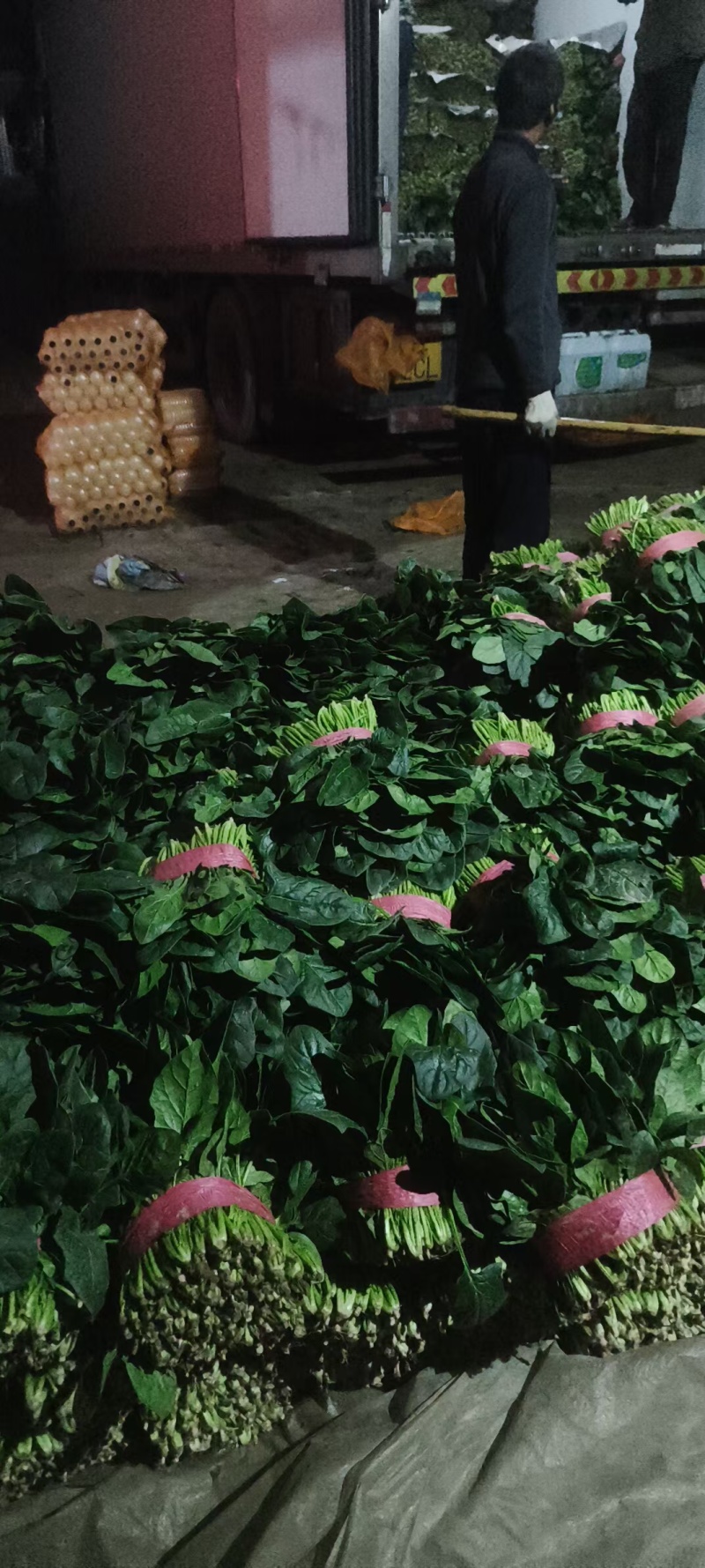 山东精品菠菜大量上市产地直供对接全国各大市场