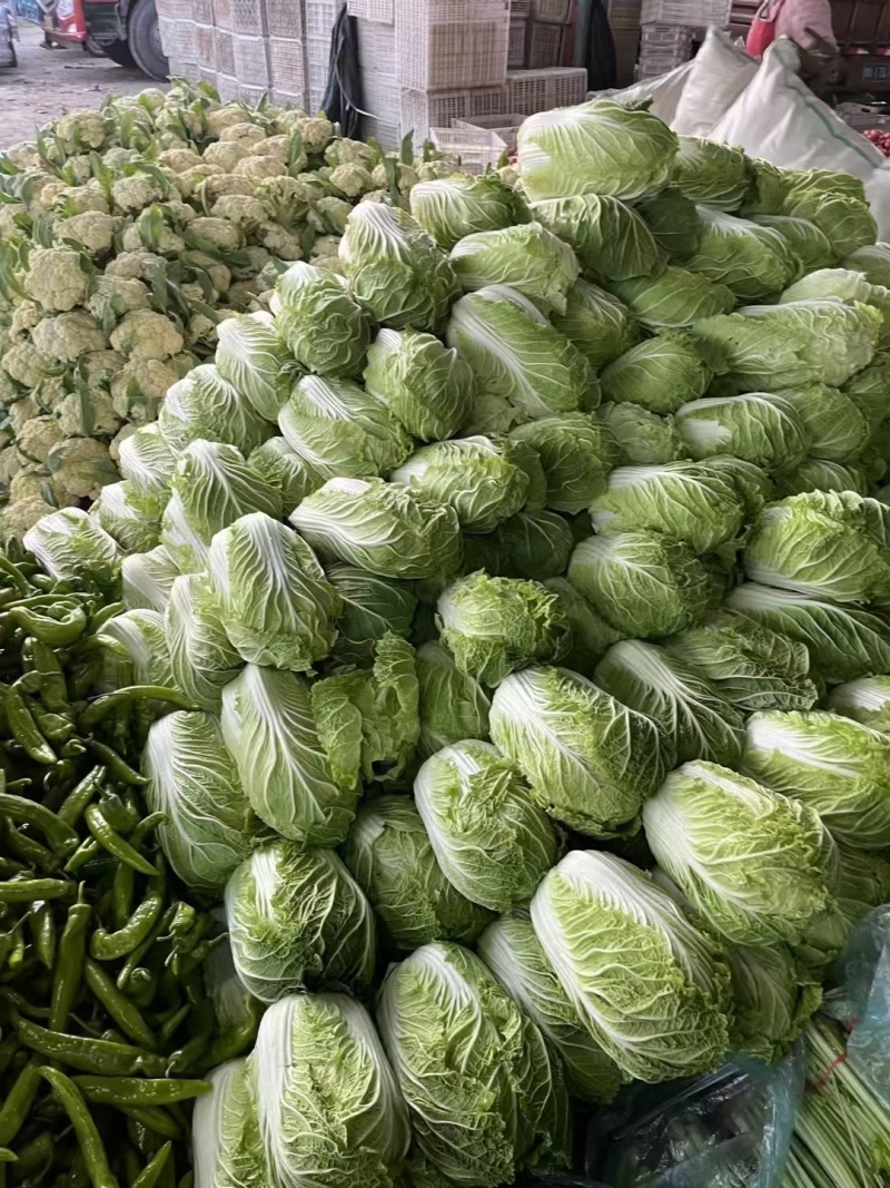 山东精品菠菜大量上市产地直供对接全国各大市场