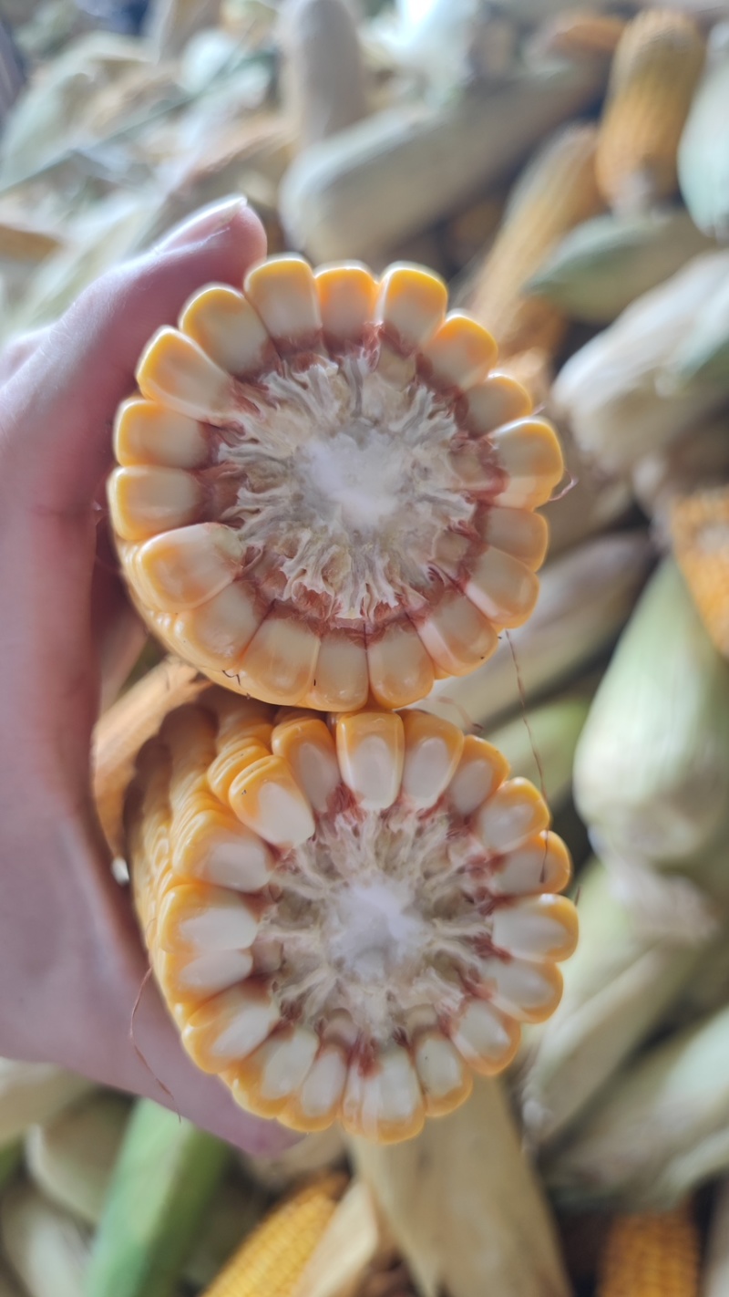 湖北玉米棒，产地直供保质保量优质优价一手货源