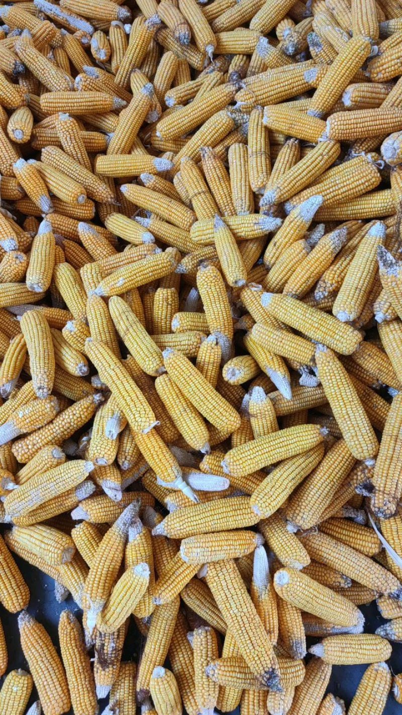 湖北玉米棒，产地直供保质保量优质优价一手货源