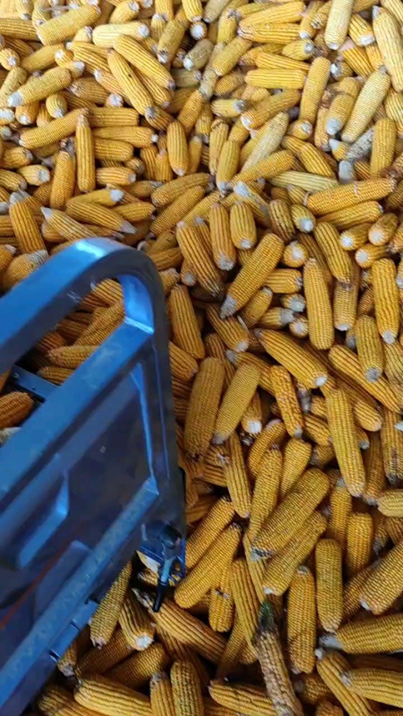 湖北玉米棒，产地直供保质保量优质优价一手货源