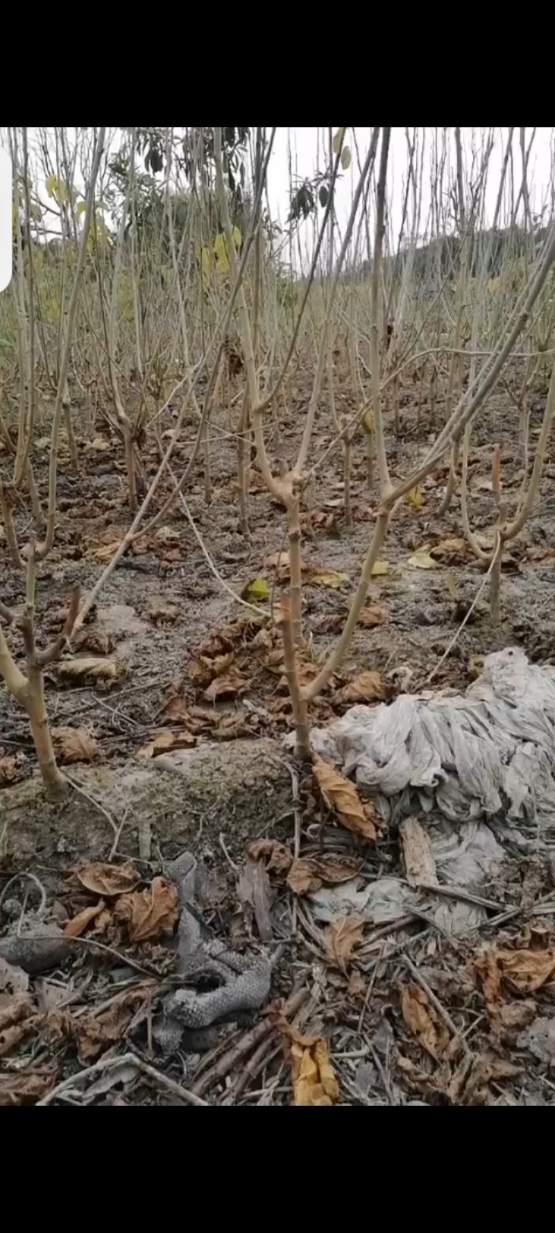 桑果苗及蚕宝宝食品苗