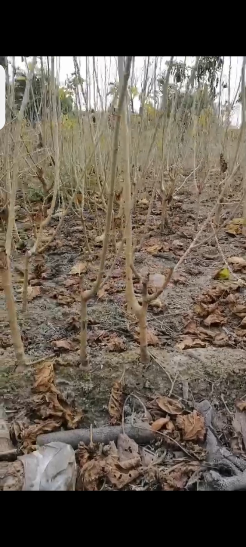 桑果苗及蚕宝宝食品苗