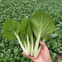 广东精品黑叶菜，现摘现发，冷库保存，品质保证，生鲜商超专