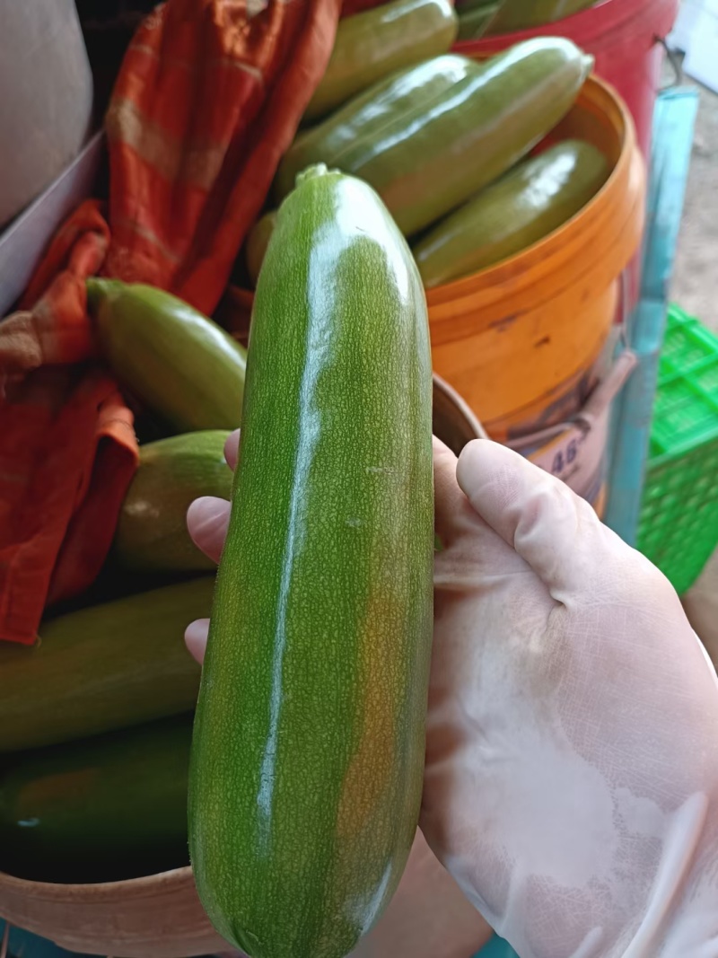 【绿皮西葫芦】临沂西葫芦一手产地货条形好无擦伤疤痕条形好