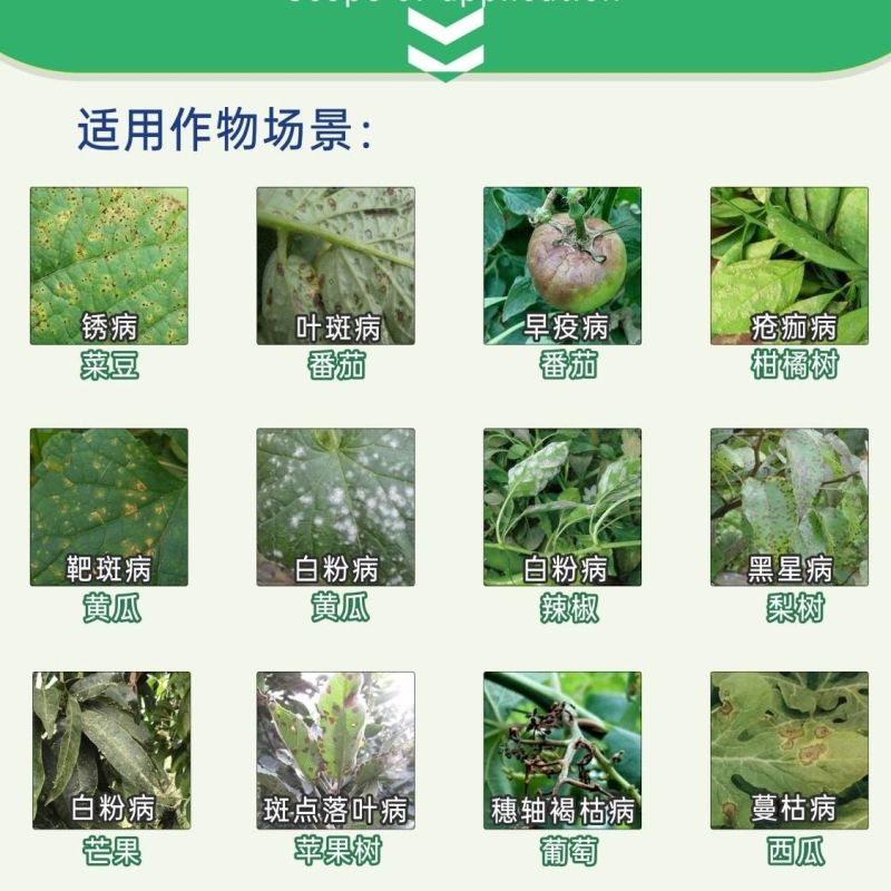 巴斯夫健攻苯甲氟酰胺黑星病白粉病叶斑叶枯疫病进口杀菌剂
