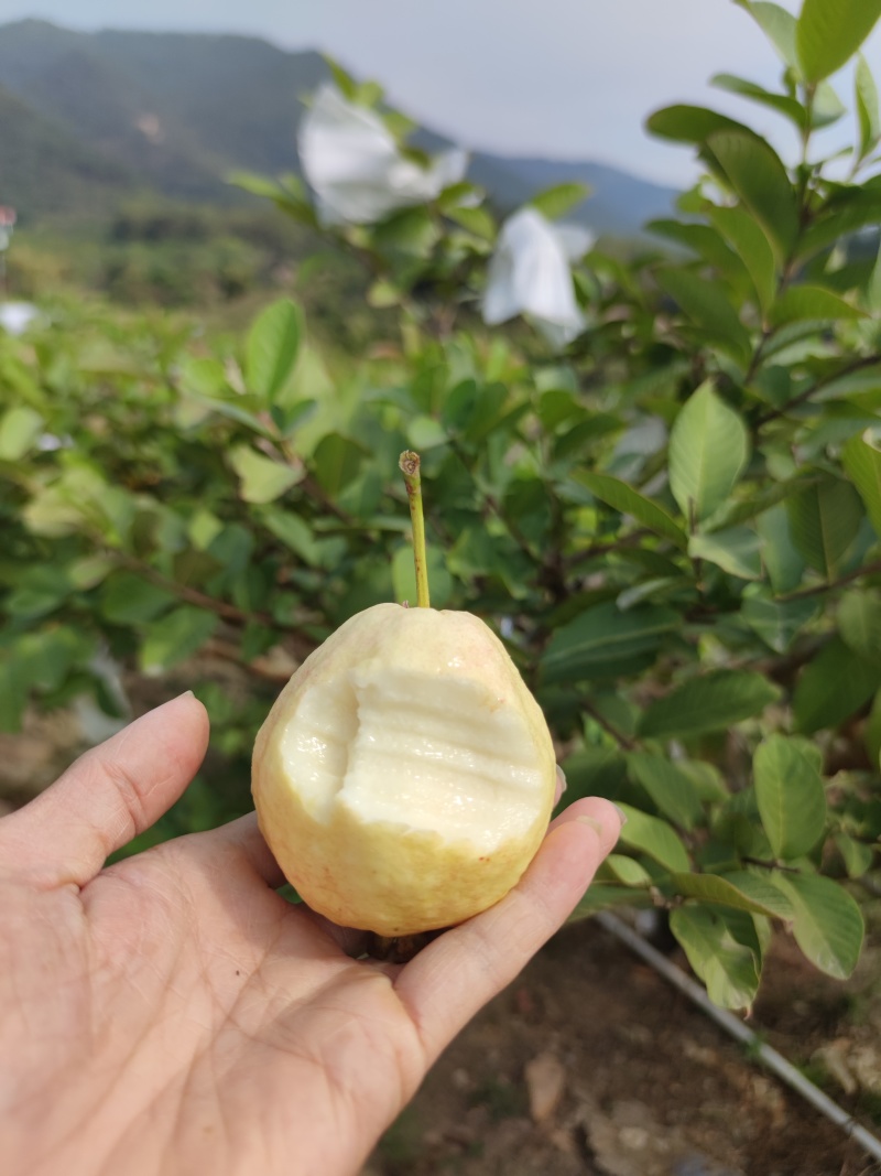 番石榴冰淇淋胭脂红番石榴软糯香甜