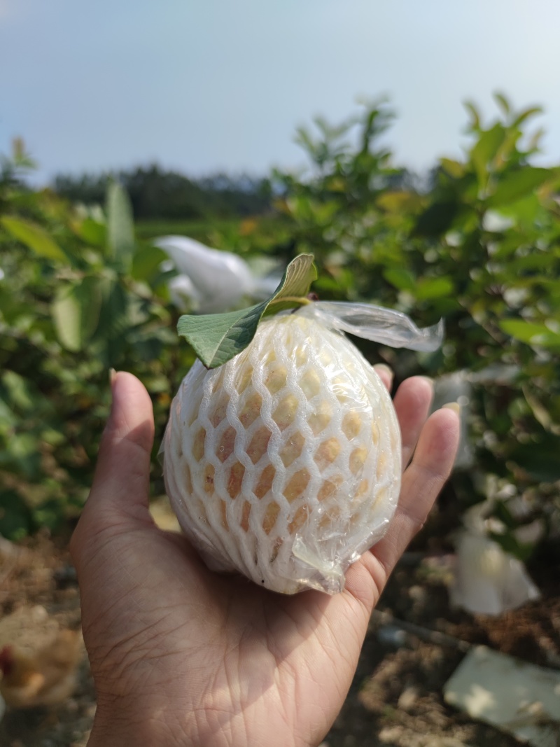 番石榴冰淇淋胭脂红番石榴软糯香甜