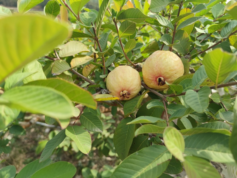 番石榴冰淇淋胭脂红番石榴软糯香甜