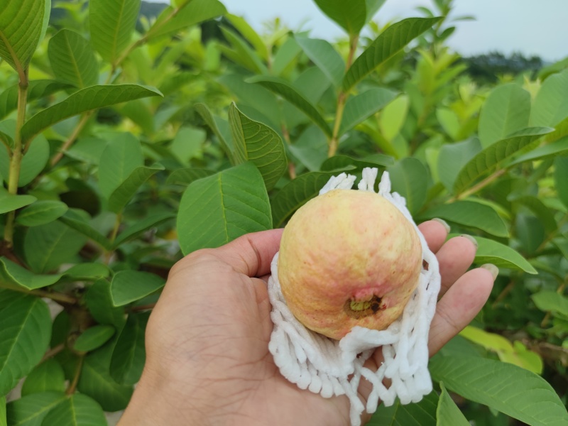 番石榴冰淇淋胭脂红番石榴软糯香甜