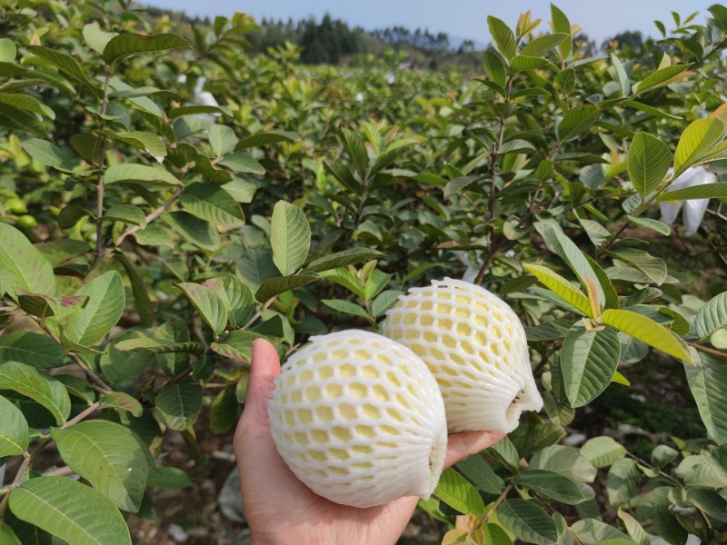 番石榴冰淇淋胭脂红番石榴软糯香甜