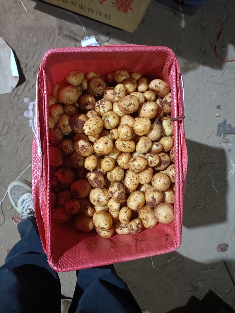 精品黄心小土豆对接全国量大从优质量保证欢迎咨询
