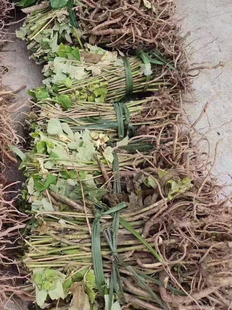 需要通草苗的老板联系我