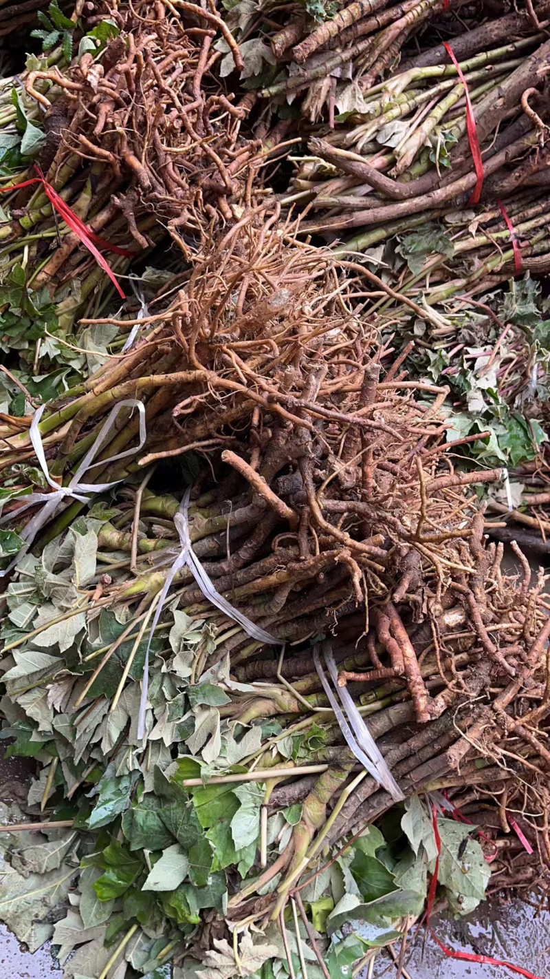 需要通草苗的老板联系我