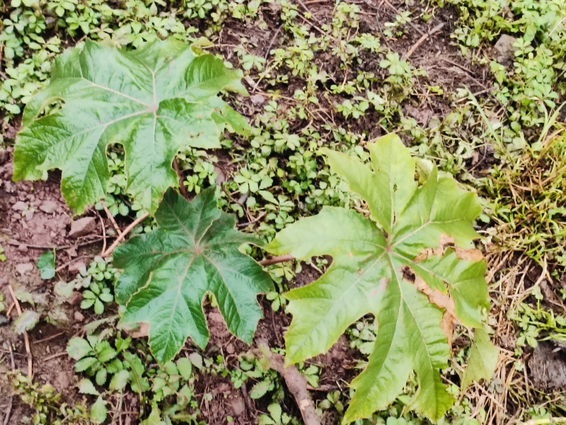 需要通草苗的老板联系我