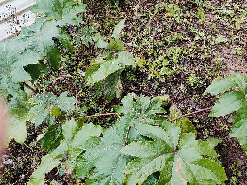 需要通草苗的老板联系我