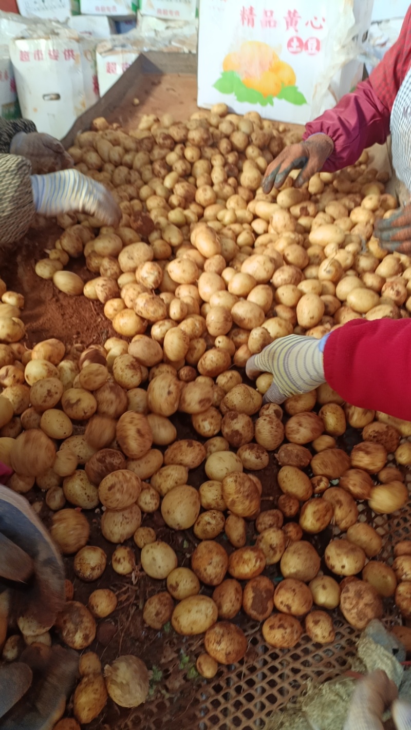 精品黄心小土豆对接全国量大从优质量保证欢迎咨询