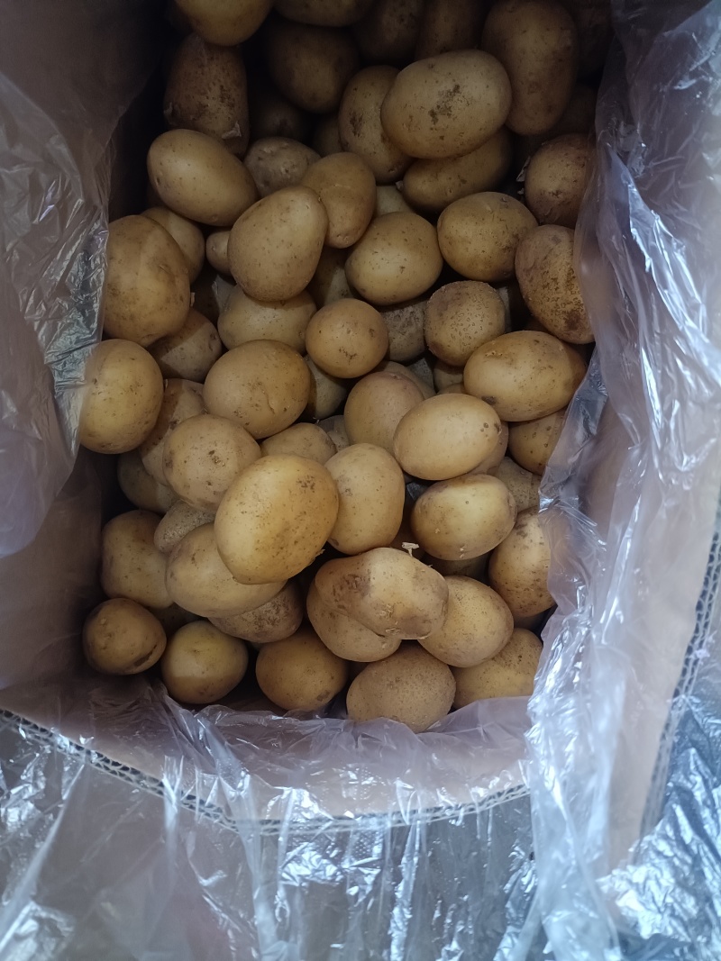 精品黄心小土豆对接全国量大从优质量保证欢迎咨询