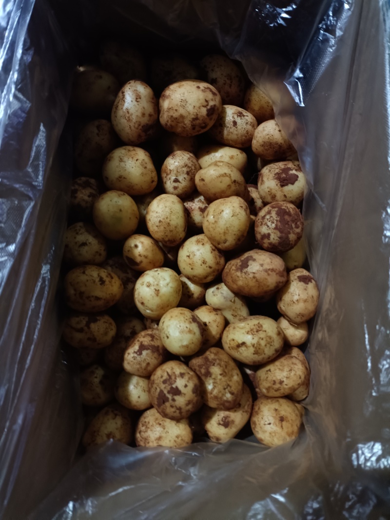 精品黄心小土豆对接全国量大从优质量保证欢迎咨询